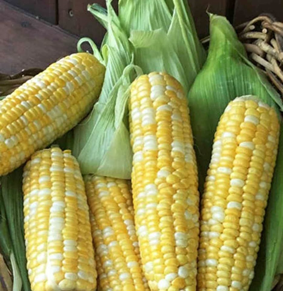 ears of corn in shucks